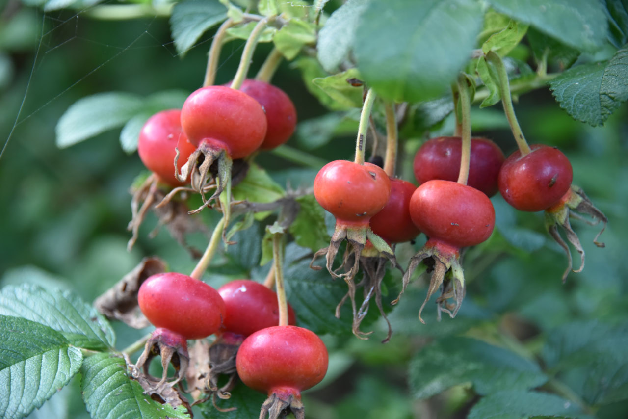 Rosa rugosaRimpelroos, Bottelroos bestellen